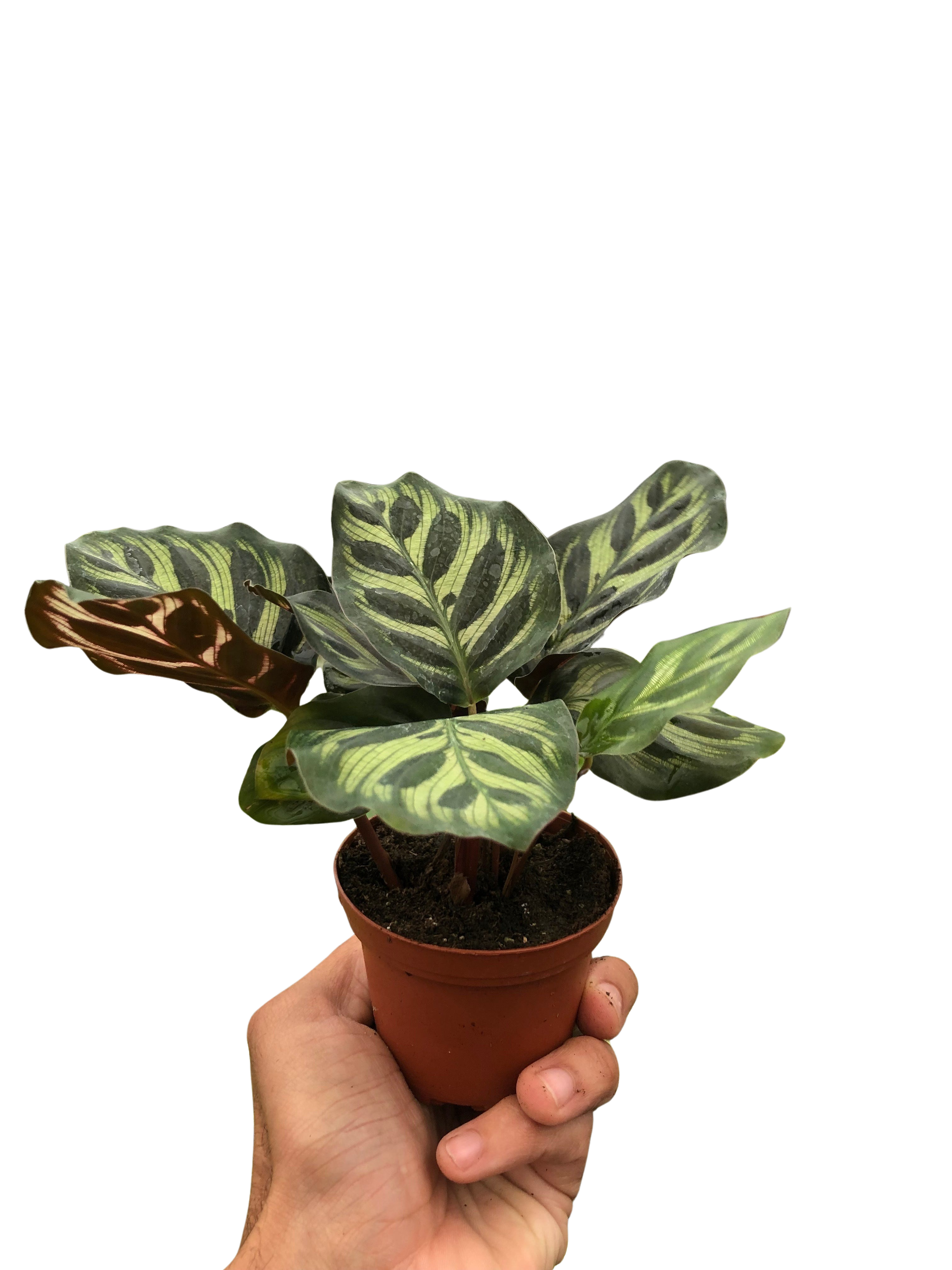 Calathea 'Makoyana' - photo 3