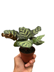 Calathea 'Makoyana' - photo 3