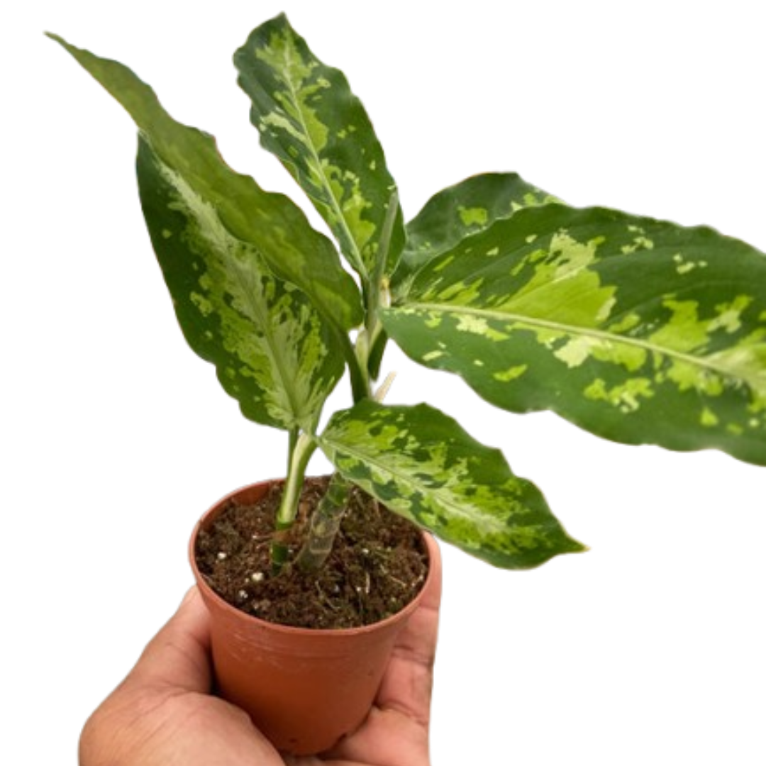 Chinese Evergreen Pictum Tricolor live houseplant
