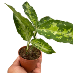 Chinese Evergreen Pictum Tricolor live houseplant