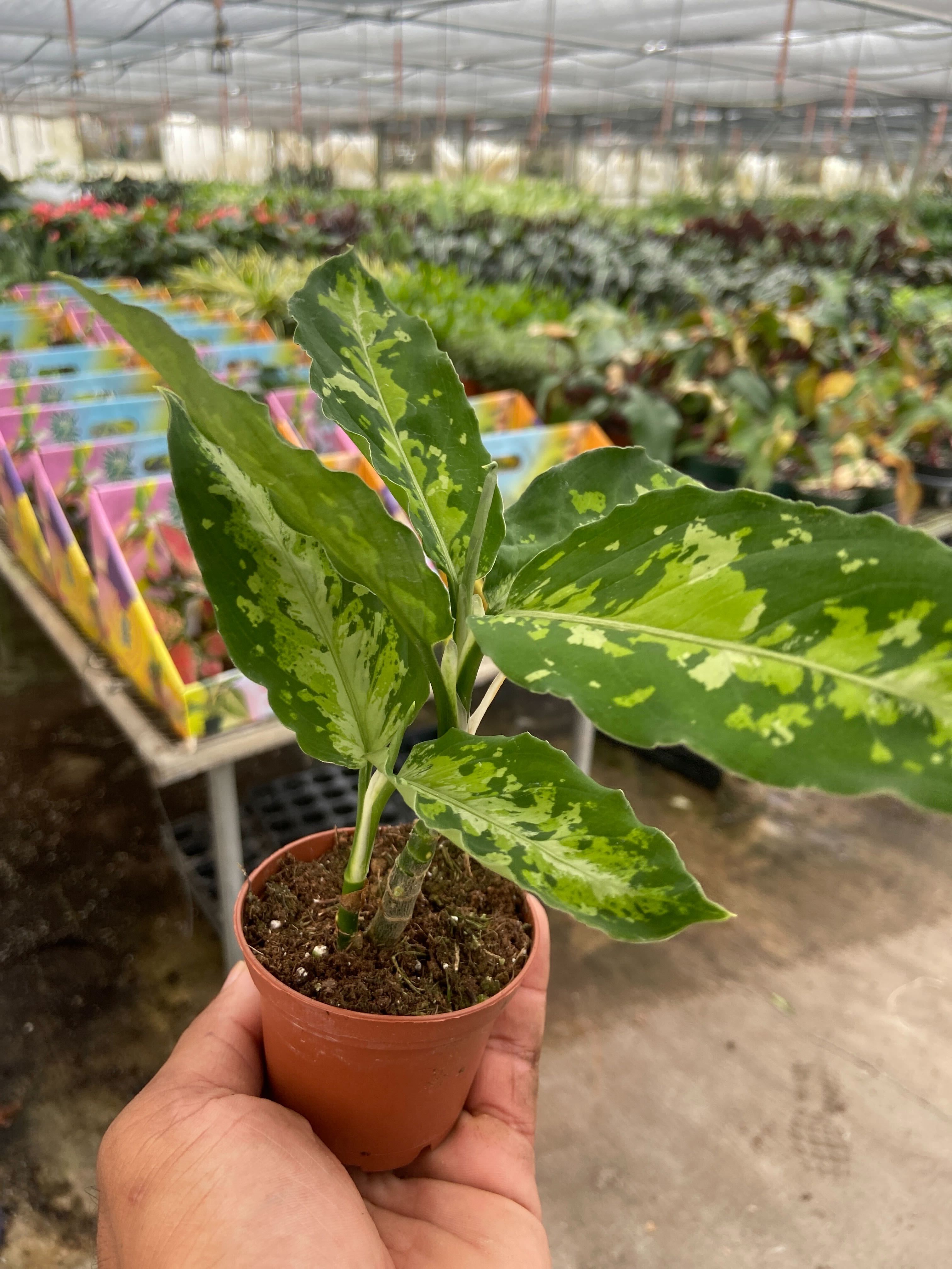 Chinese Evergreen Pictum Tricolor - photo 3