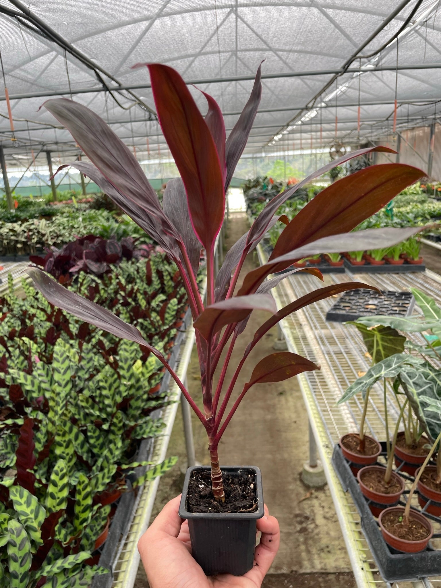 Cordyline 'Calypso Queen' - photo 3