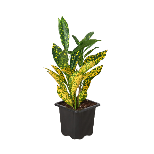 Croton 'Gold Dust' - photo 2