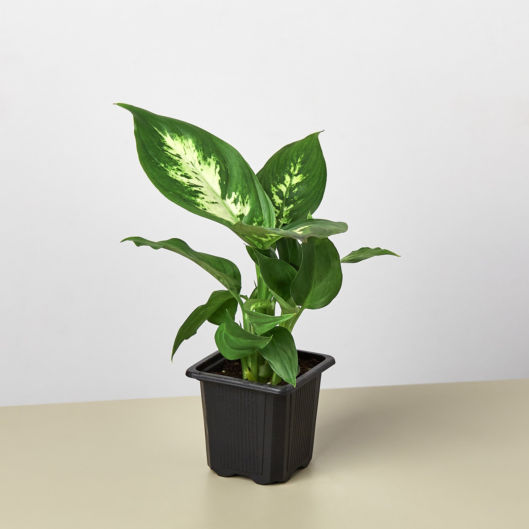 Dieffenbachia Camille - photo 6