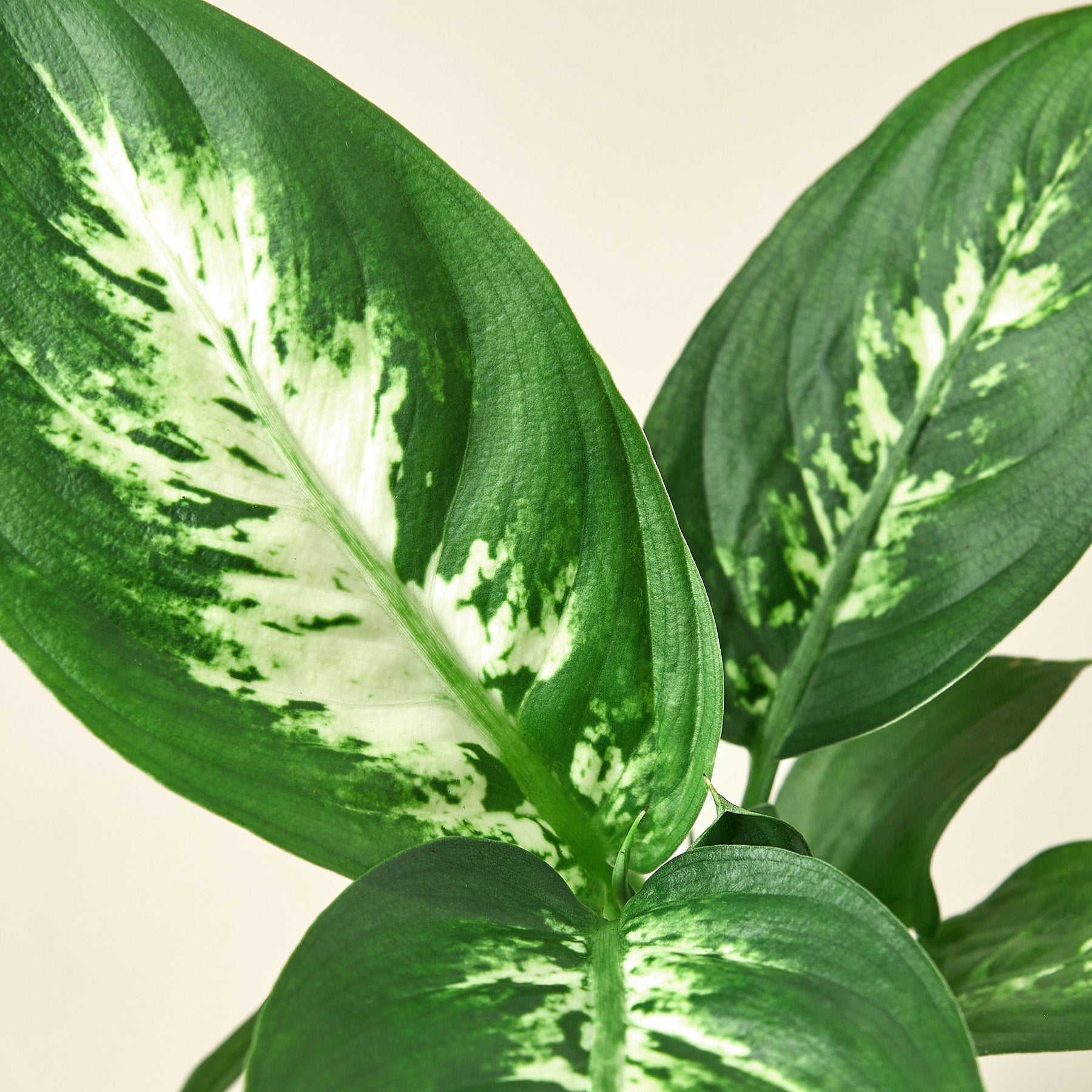 Dieffenbachia Camille - photo 7