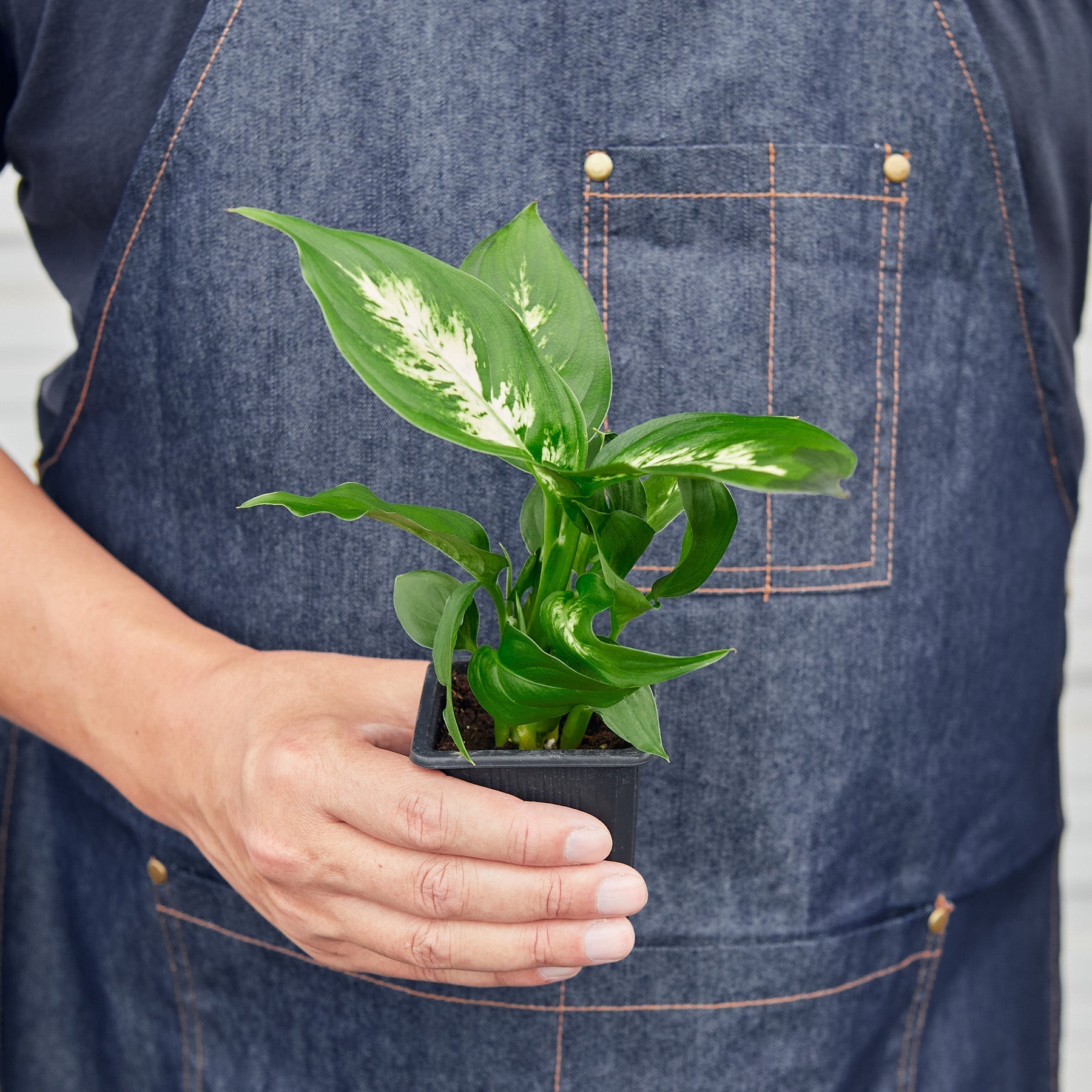 Dieffenbachia Camille - photo 8