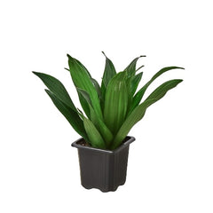 Dracaena 'Janet Craig' - photo 4
