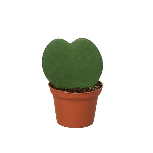 Hoya Sweetheart - photo 6