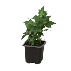 English Ivy Green California - photo 4