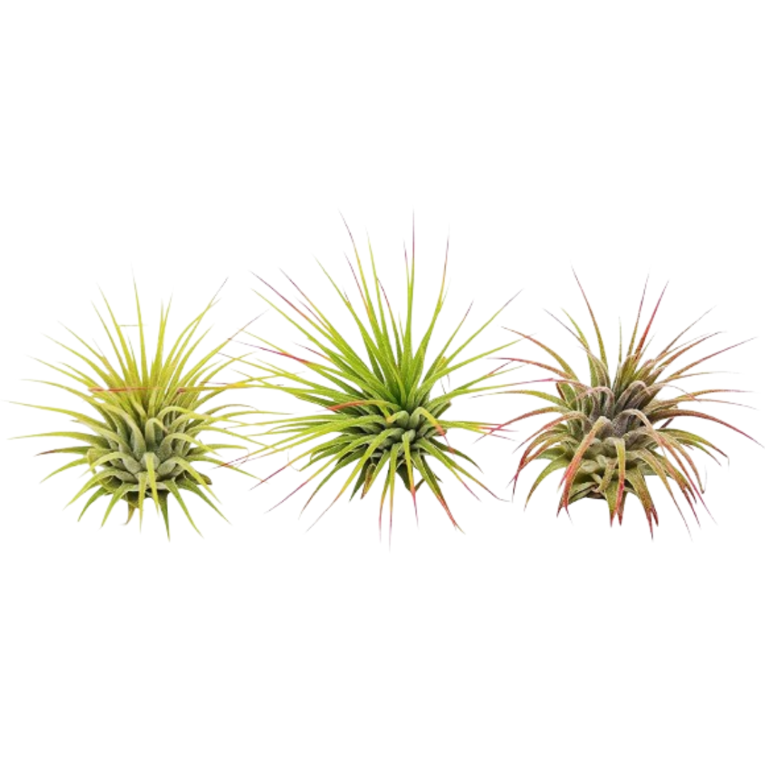 3 Ionantha Guatemala Air Plants - Blooms live houseplant