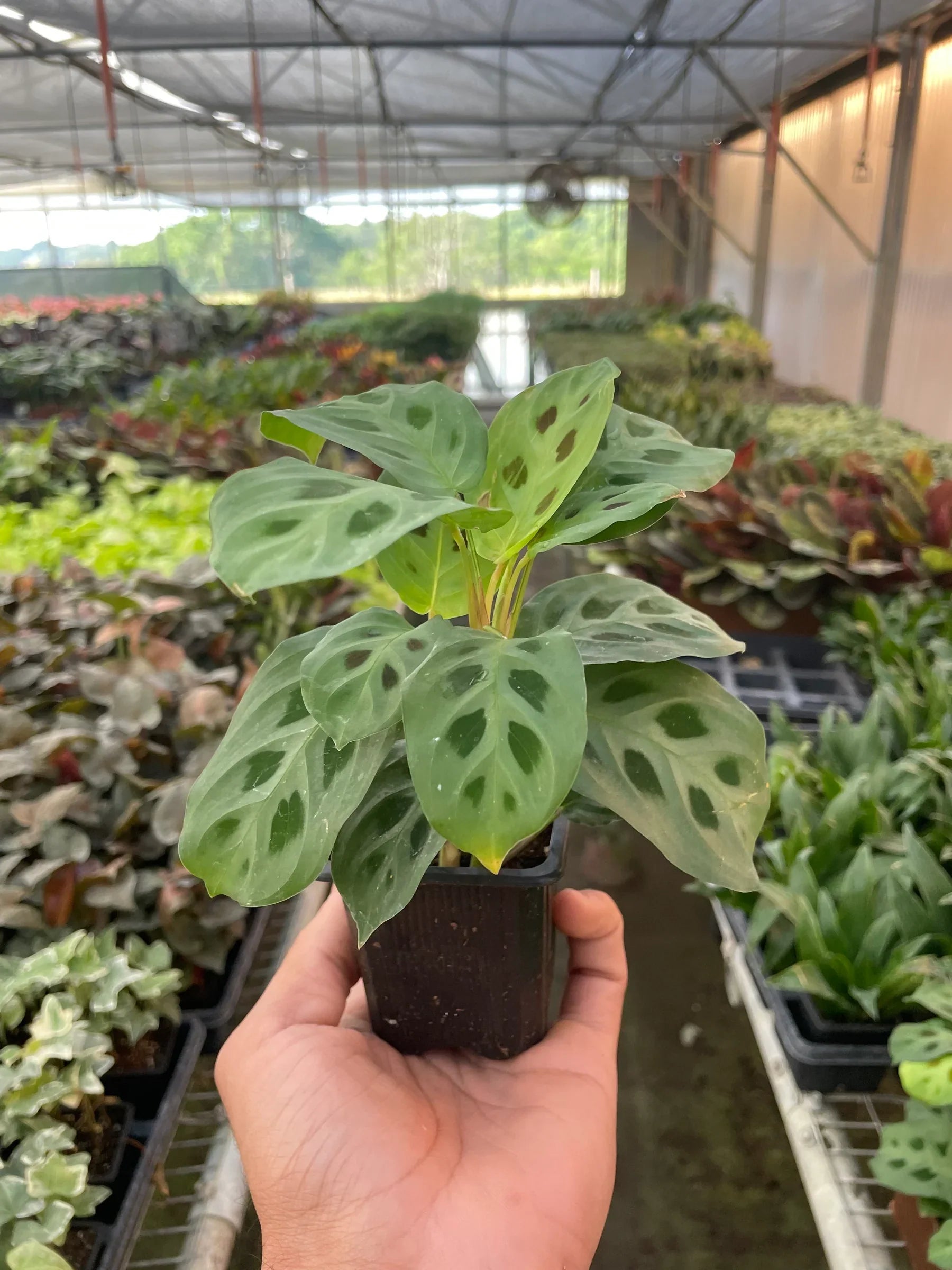 Maranta 'Leuconeura' - photo 5