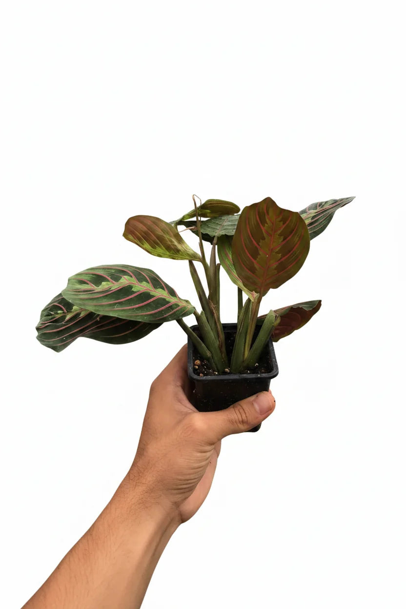 Maranta Red Prayer - photo 6