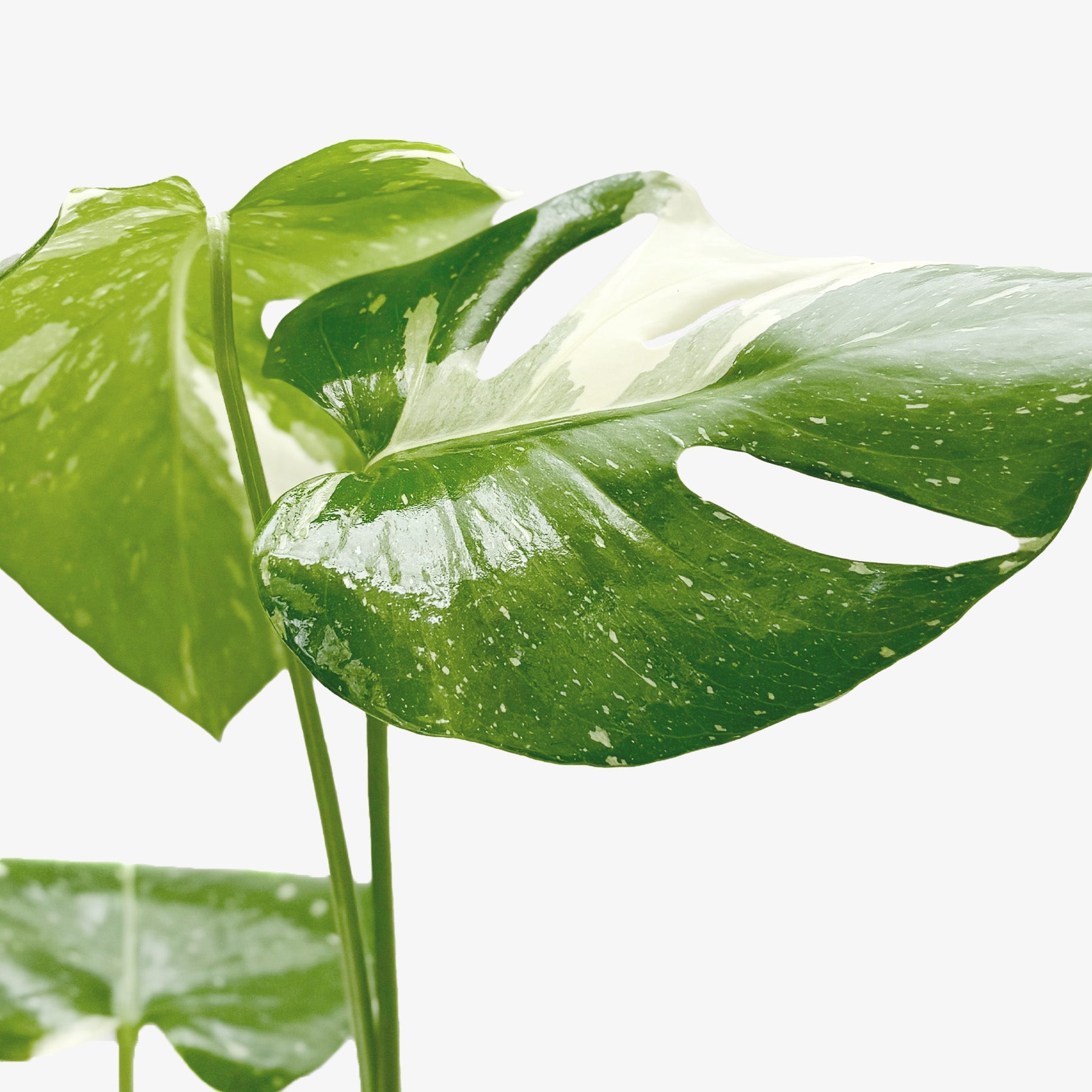 Monstera 'Thai Constellation' - photo 2