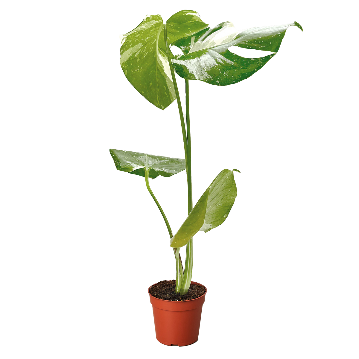 Monstera 'Thai Constellation' live houseplant