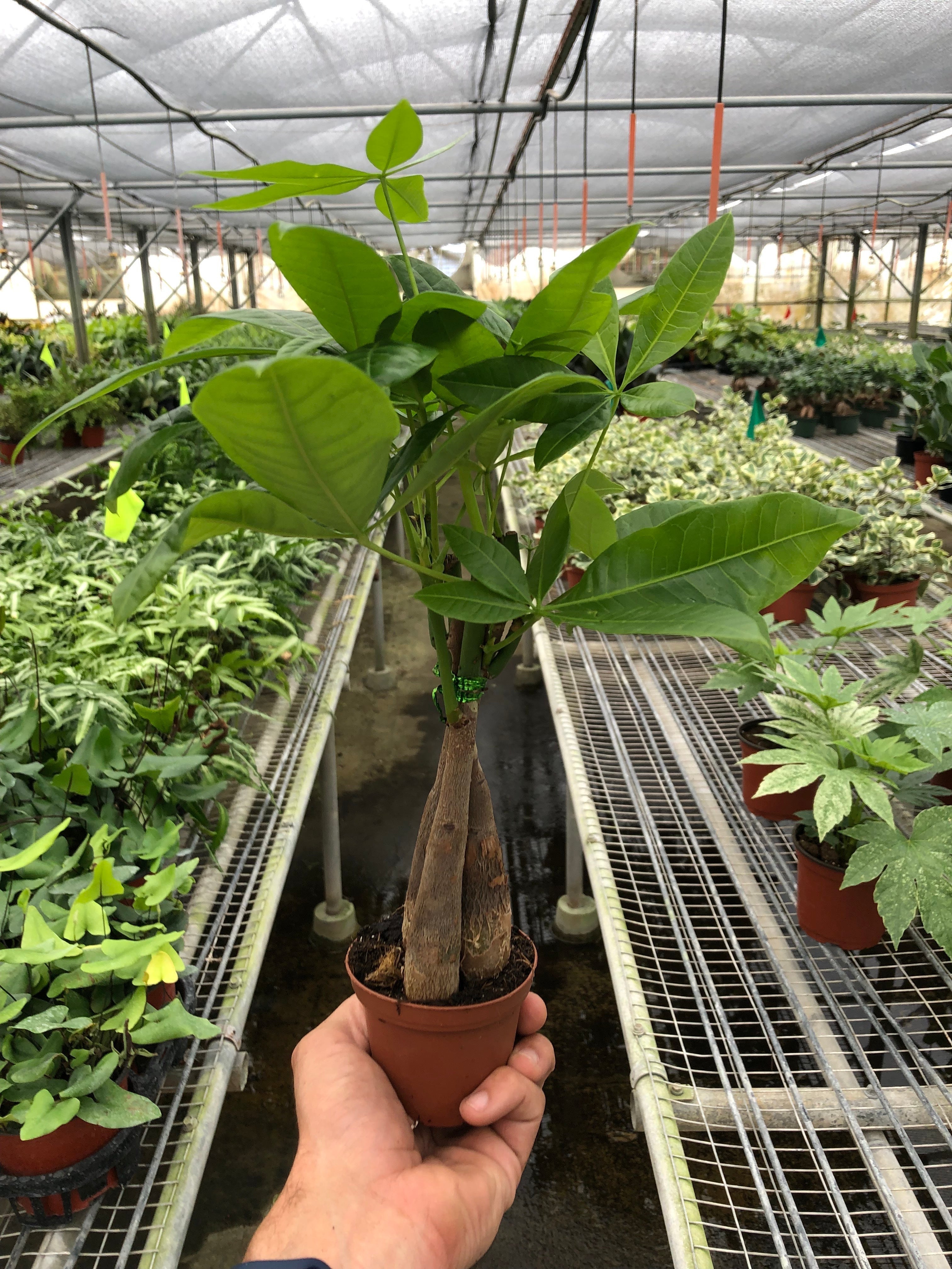 Money Tree 'Guiana Chestnut' Pachira Braid - photo 8