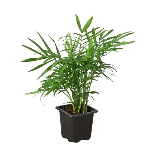 Parlor Palm - photo 6