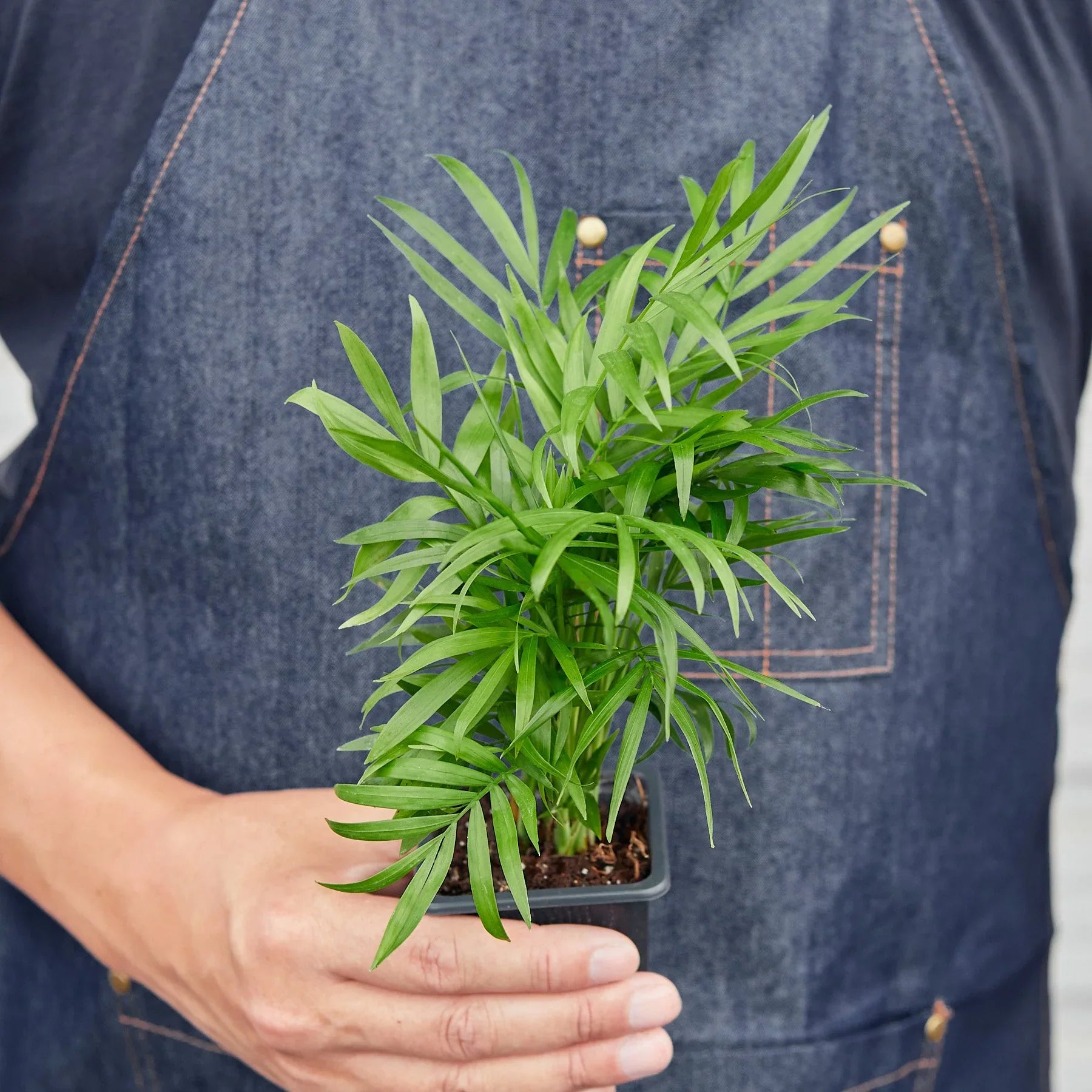 Parlor Palm - photo 8