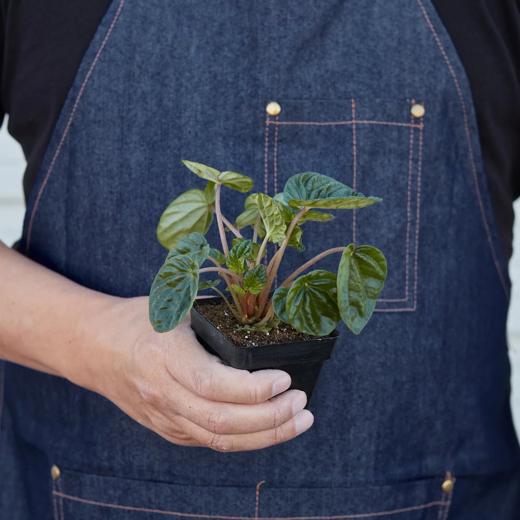 Peperomia 'Ripple' - photo 7