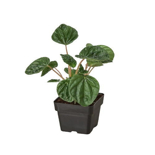 Peperomia 'Ripple' - photo 6