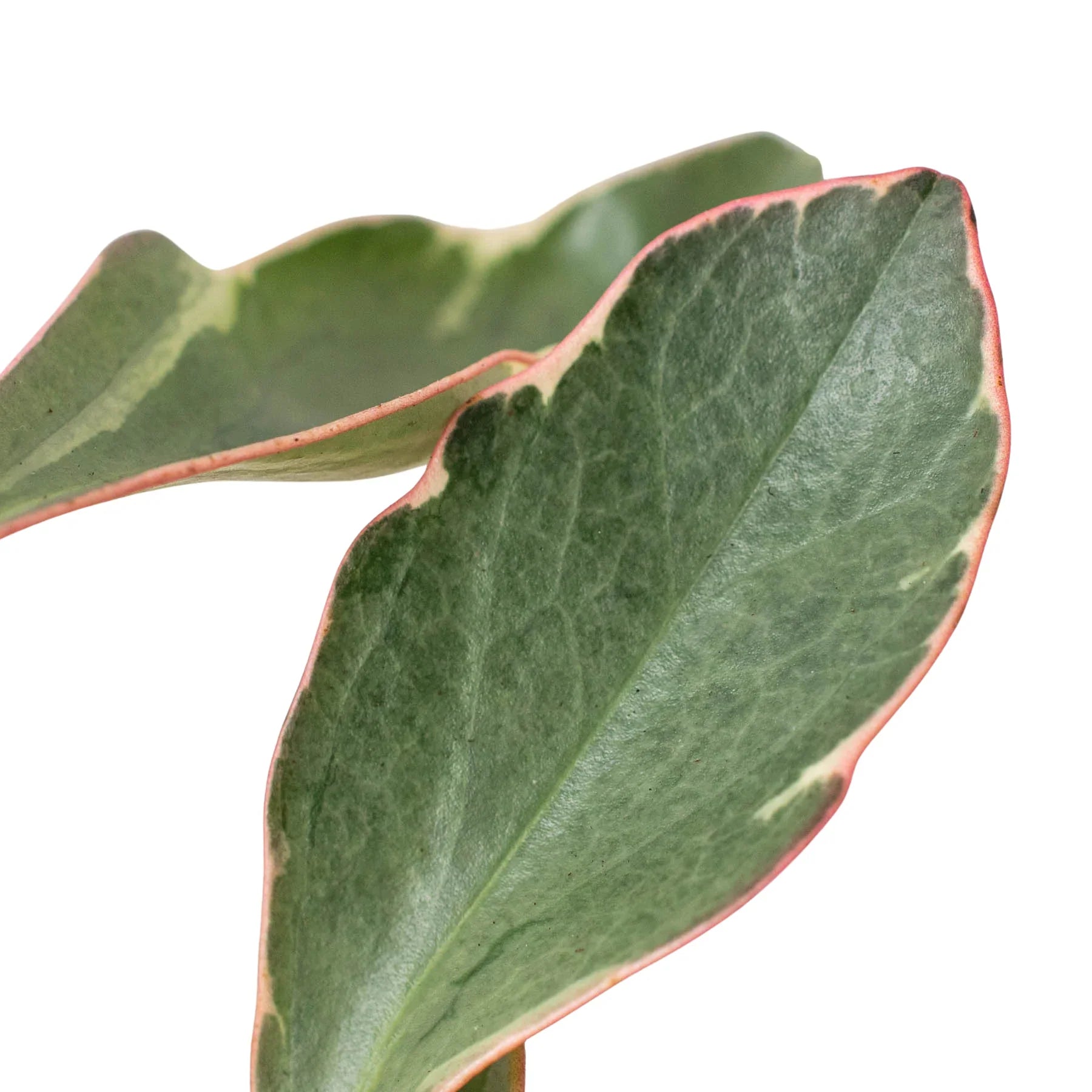 Peperomia 'Ginny' - photo 5