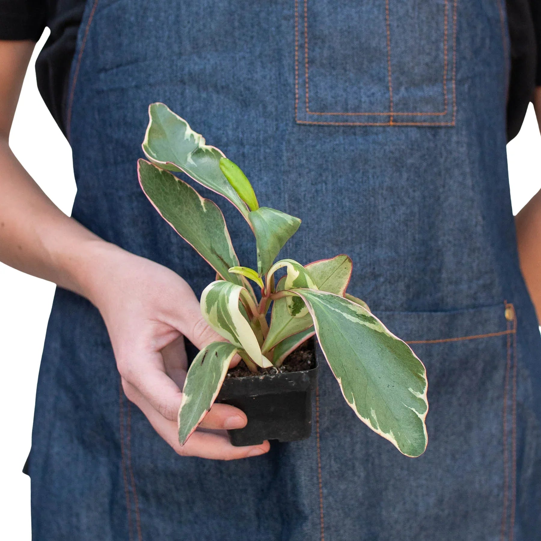 Peperomia 'Ginny' - photo 6