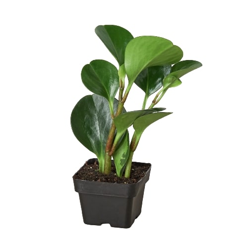 Peperomia Thailand - photo 5
