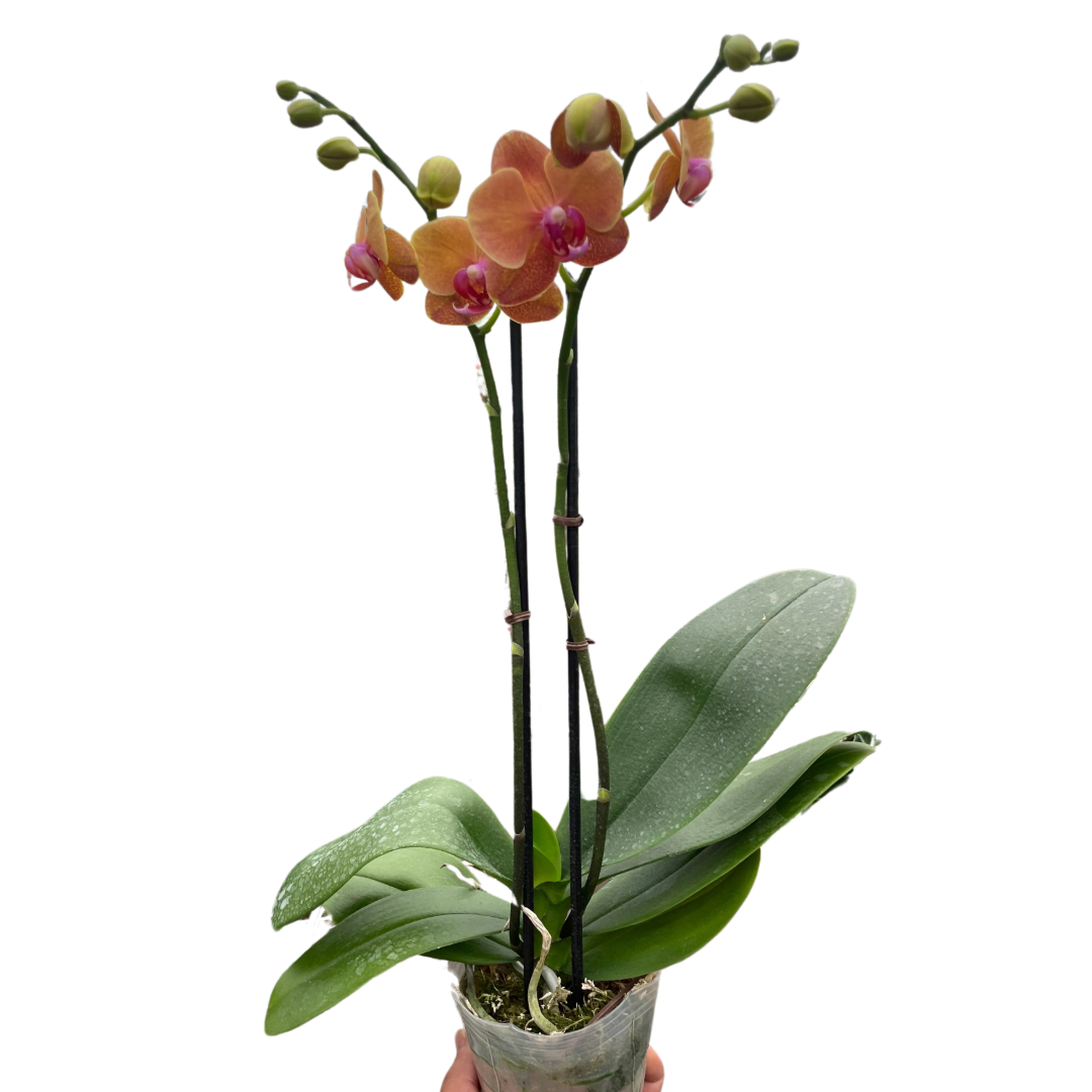 Orchid 'Orange Phalaenopsis' live houseplant