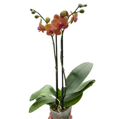 Orchid 'Orange Phalaenopsis' live houseplant
