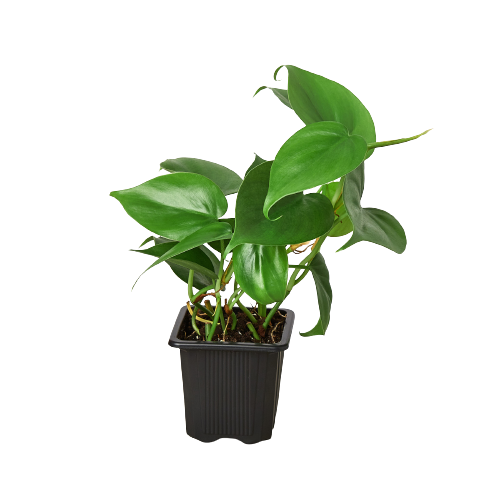Philodendron Cordatum Heartleaf - photo 6