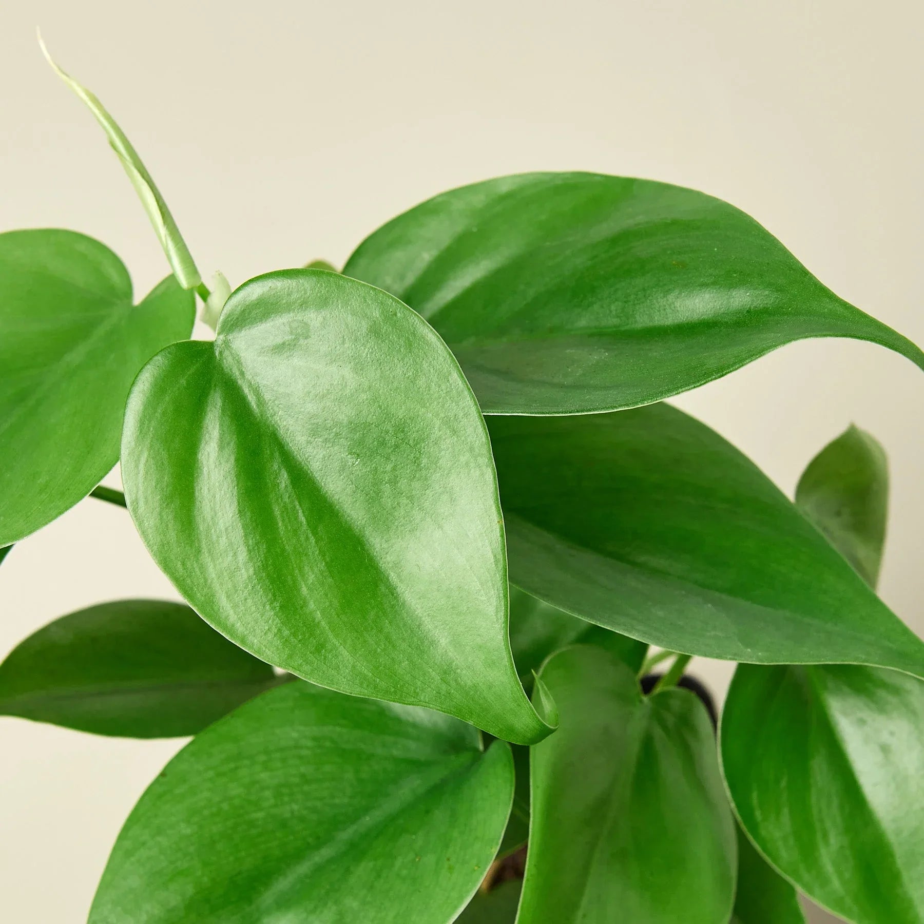 Philodendron Cordatum Heartleaf - photo 7