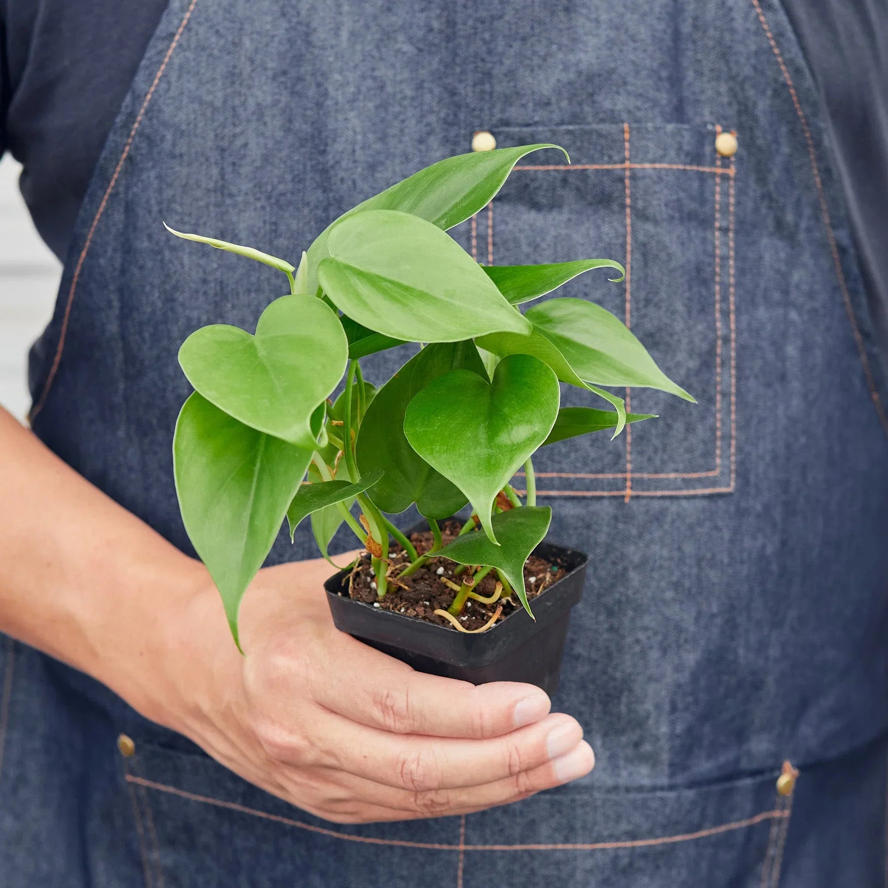 Philodendron Cordatum Heartleaf - photo 8
