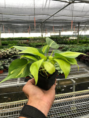 Philodendron 'Brasil' - photo 4
