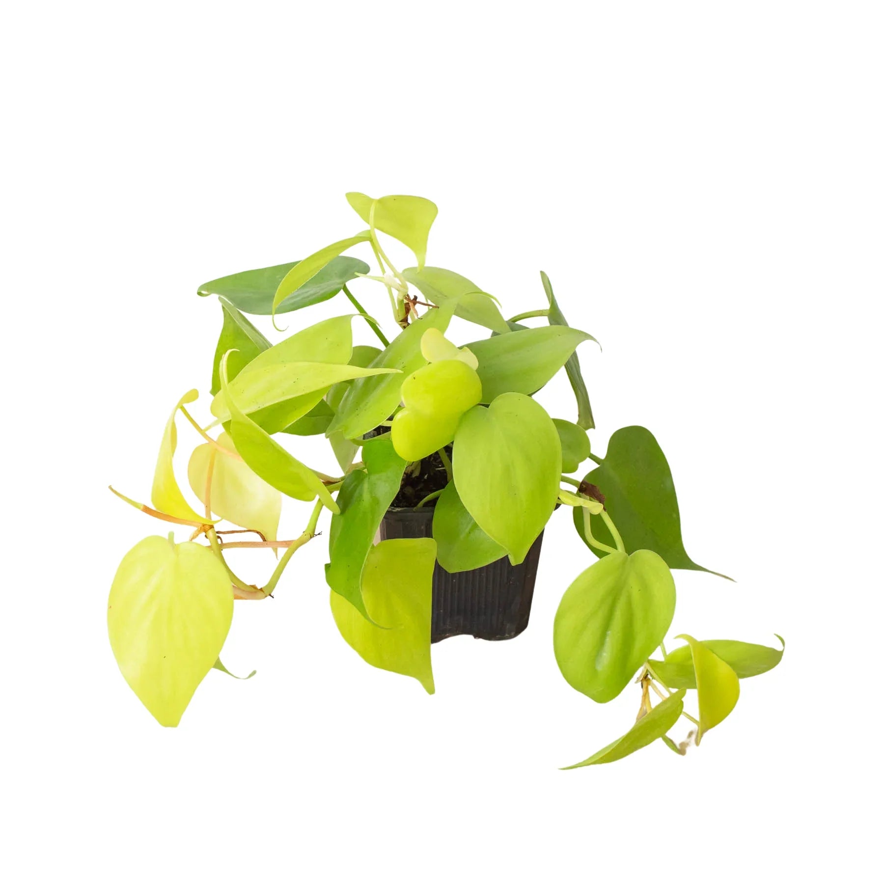 Philodendron 'Neon' - photo 7