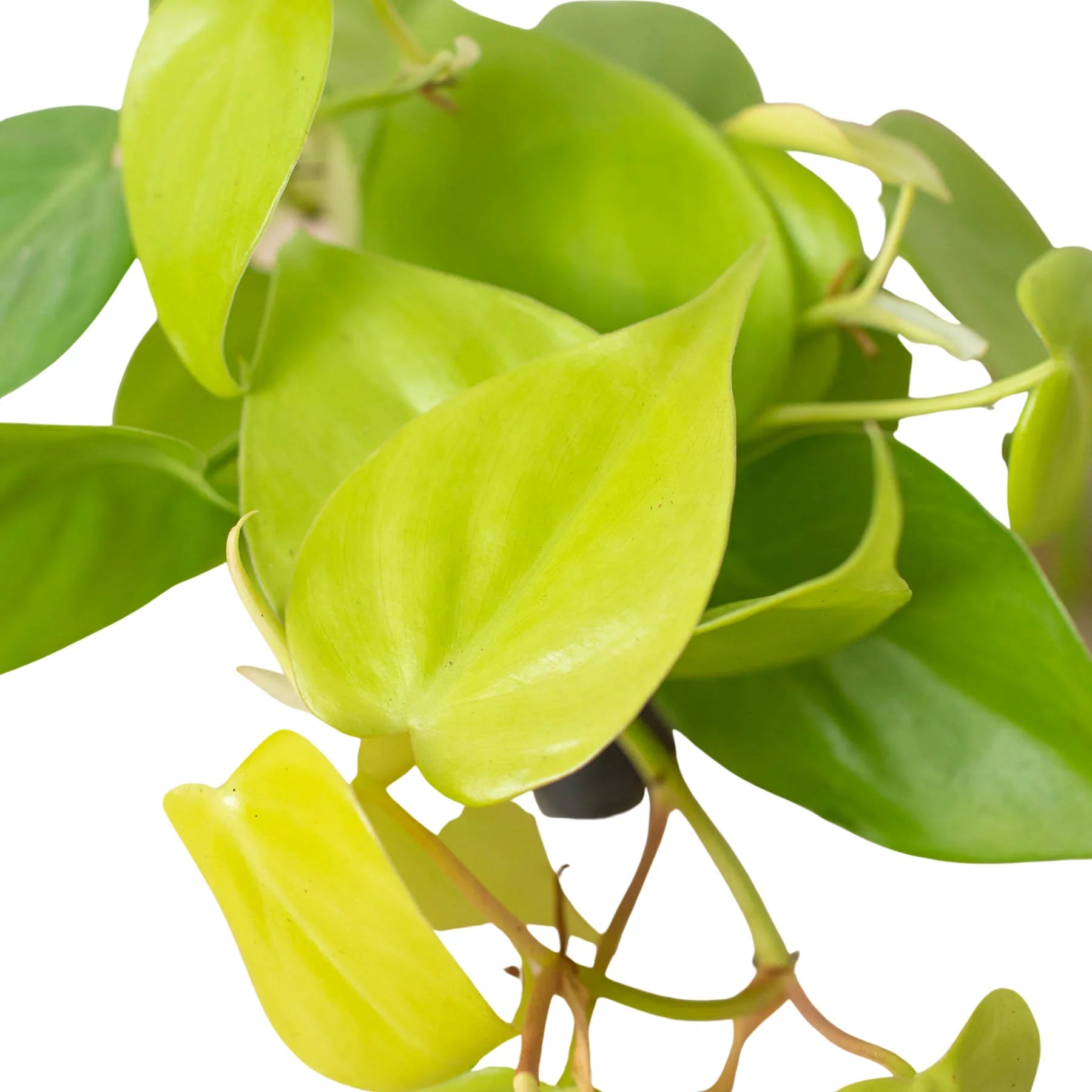 Philodendron 'Neon' - photo 8