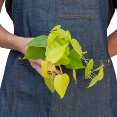 Philodendron 'Neon' - photo 3