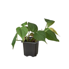 Philodendron 'Velvet' live houseplant