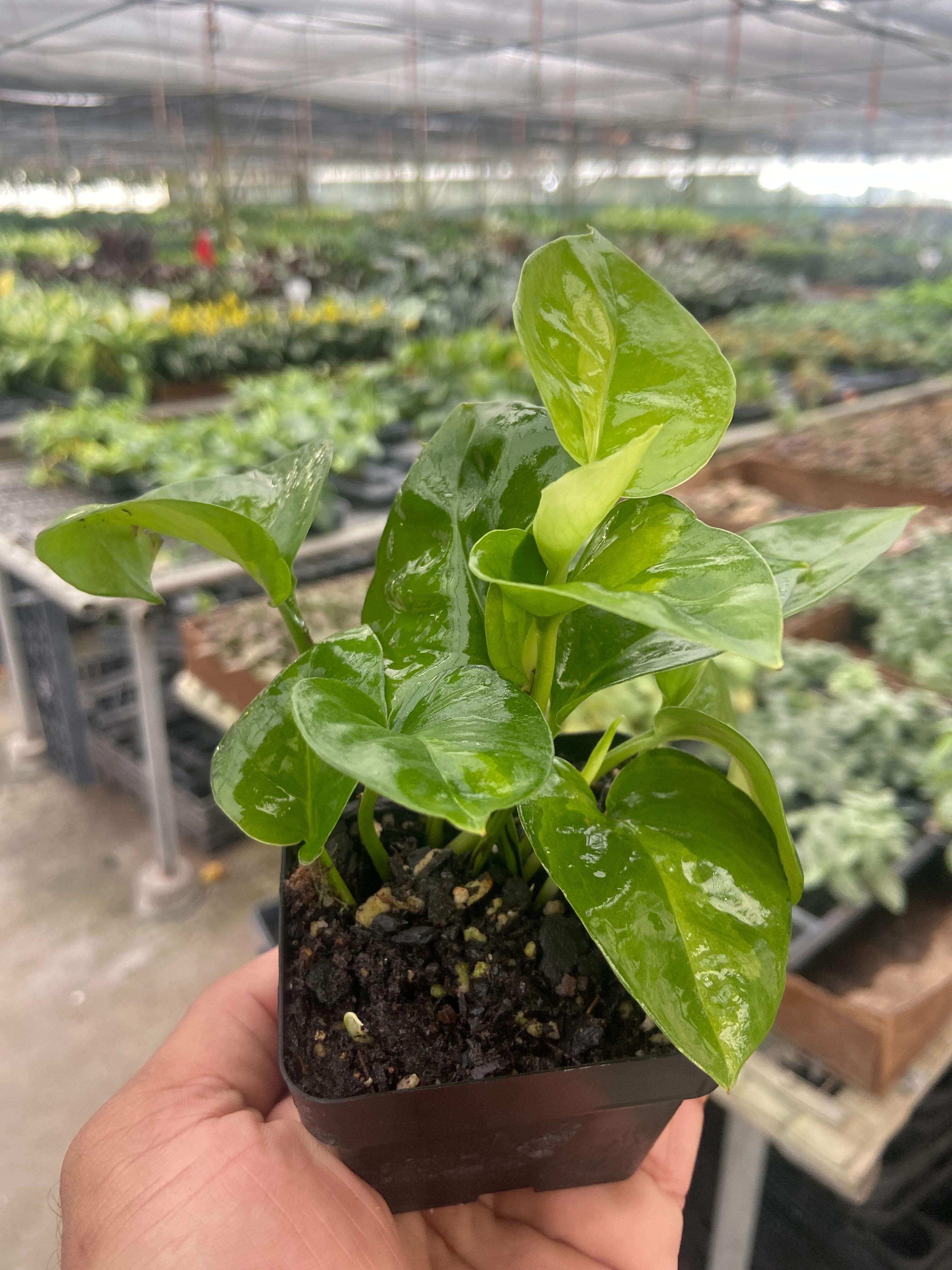 Pothos 'Global Green' - photo 6