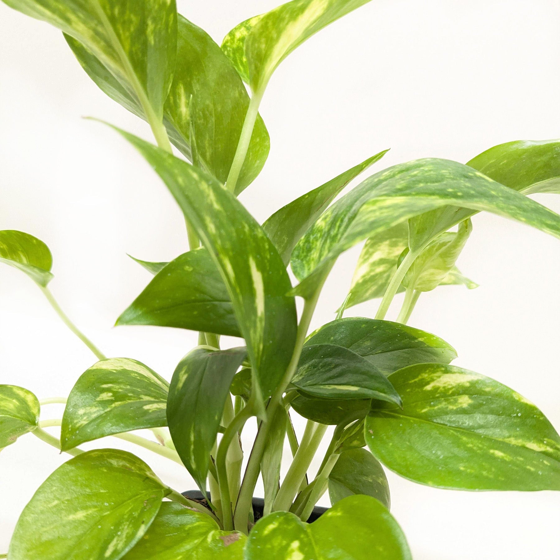 Pothos 'Golden' - photo 8