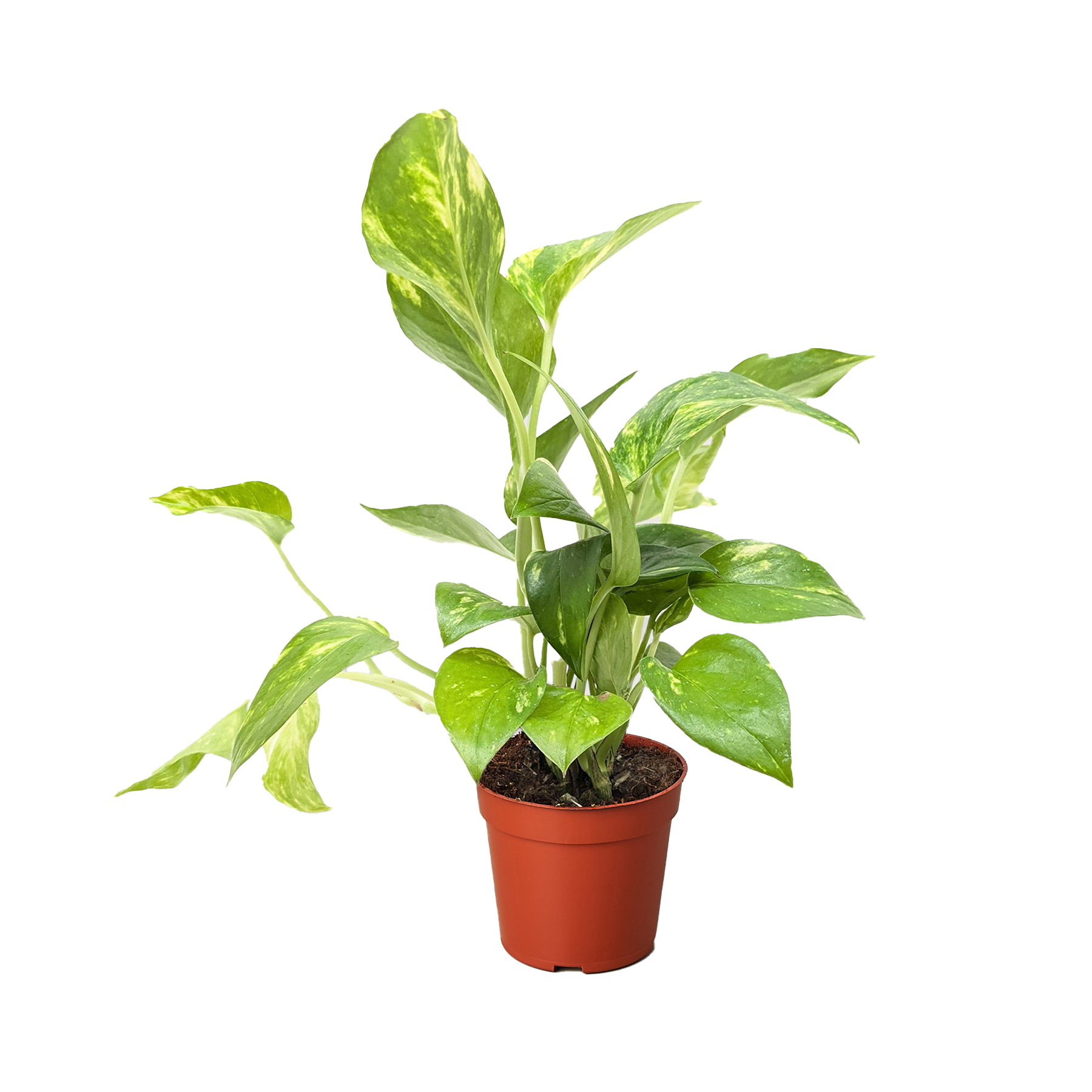 Pothos 'Golden' - photo 7
