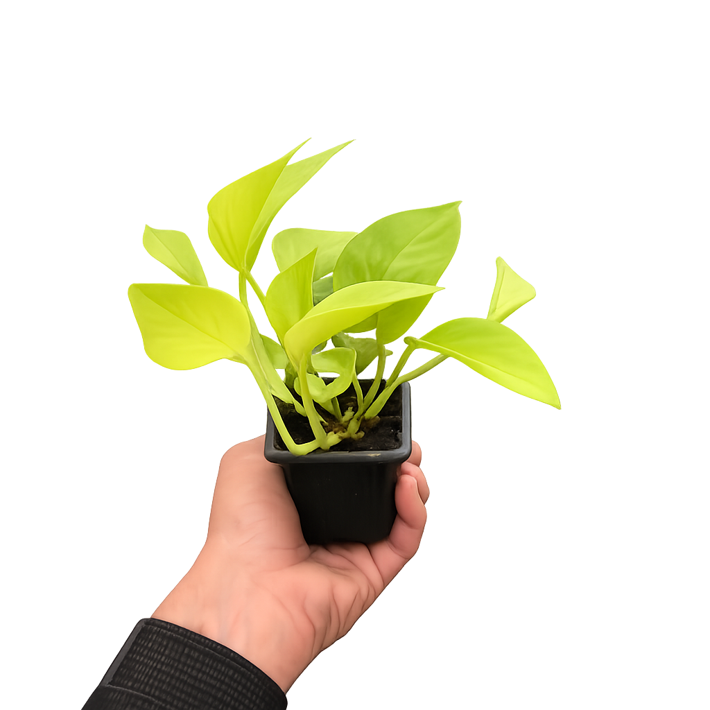 Pothos 'Neon' - photo 6