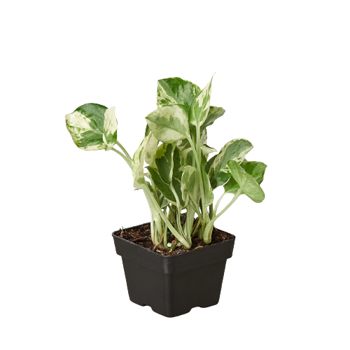 Pothos 'N'joy' - photo 6