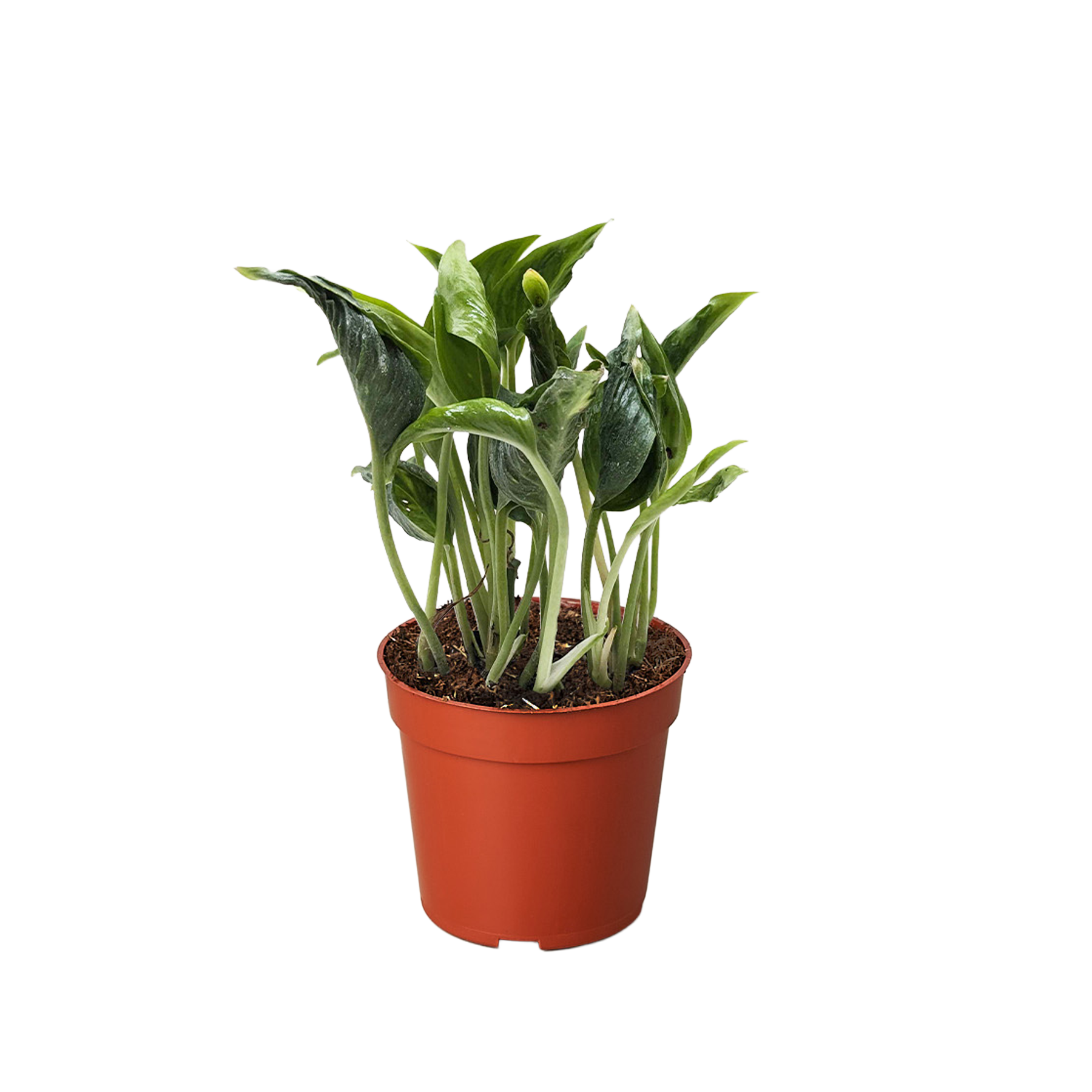 Pothos 'Shangri La' live houseplant