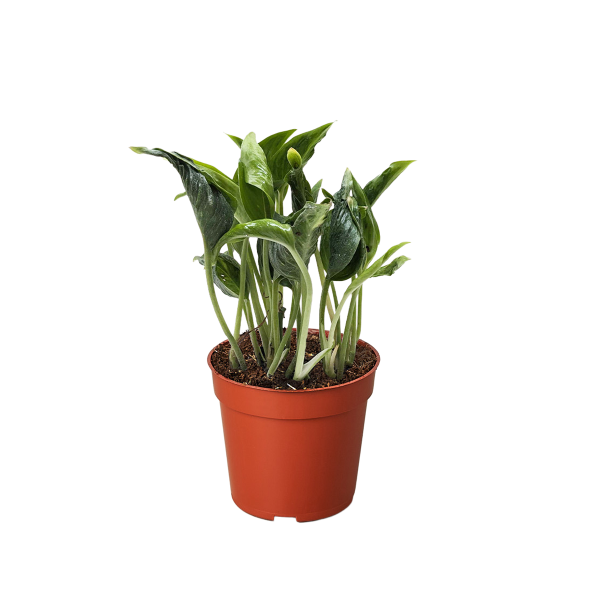 Pothos 'Shangri La' live houseplant