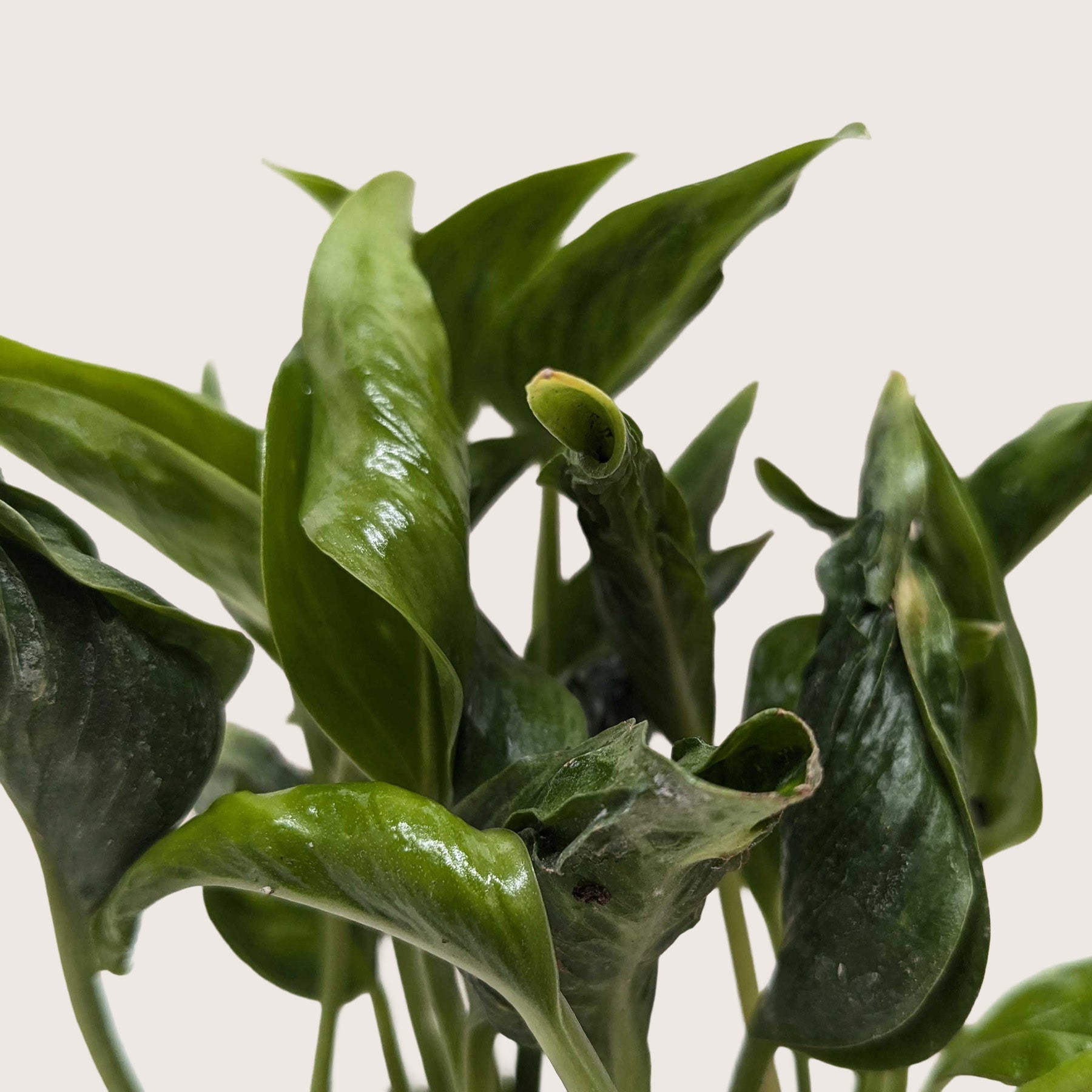 Pothos 'Shangri La' - photo 2
