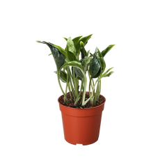 Pothos 'Shangri La' live houseplant
