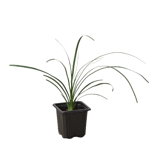 Palm Ponytail - photo 5