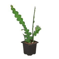 Epiphyllum 'Ric Rac' Cactus - photo 4