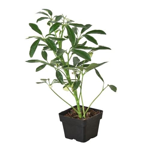 Schefflera Moonlight 'Umbrella Plant' - photo 5