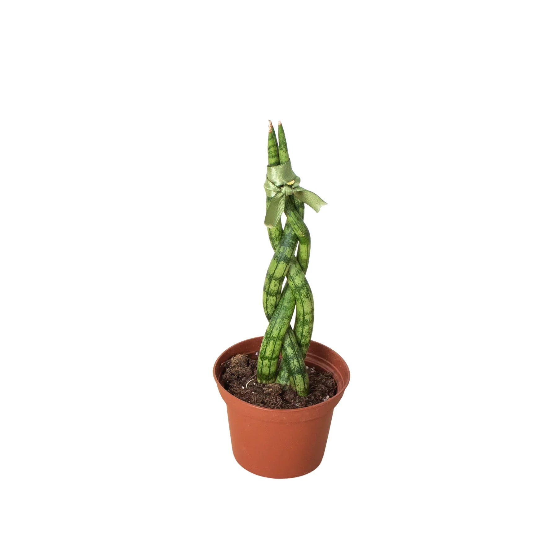 Snake Plant Braided - photo 6