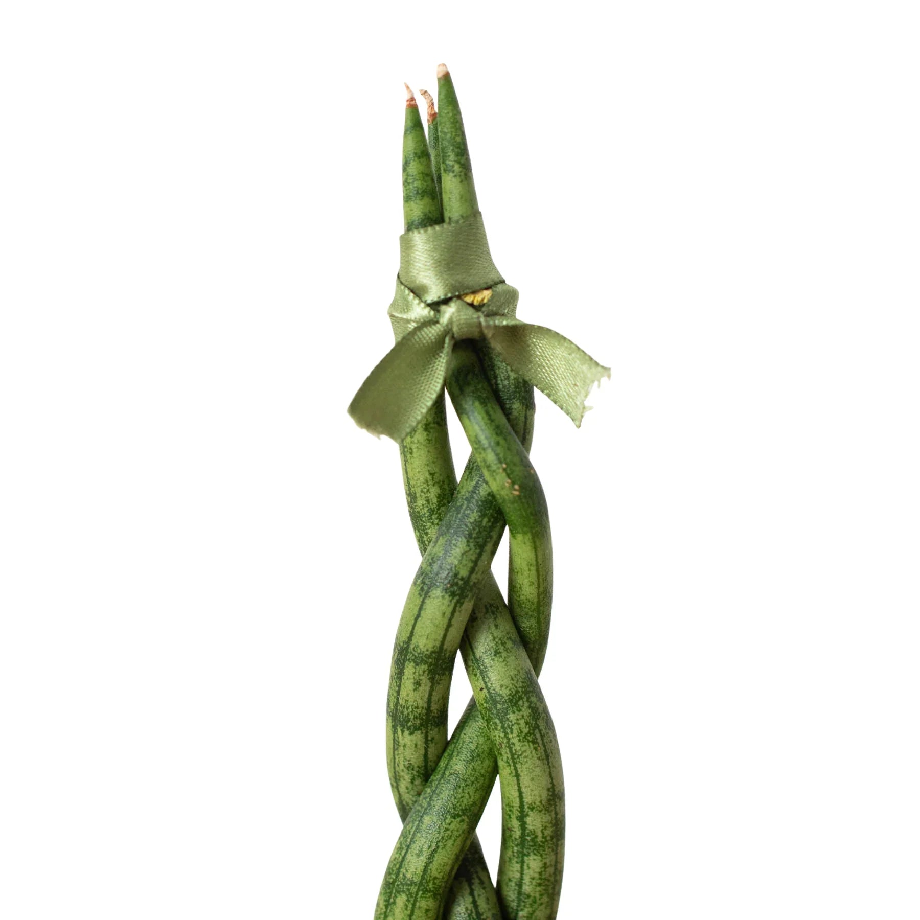 Snake Plant Braided - photo 7